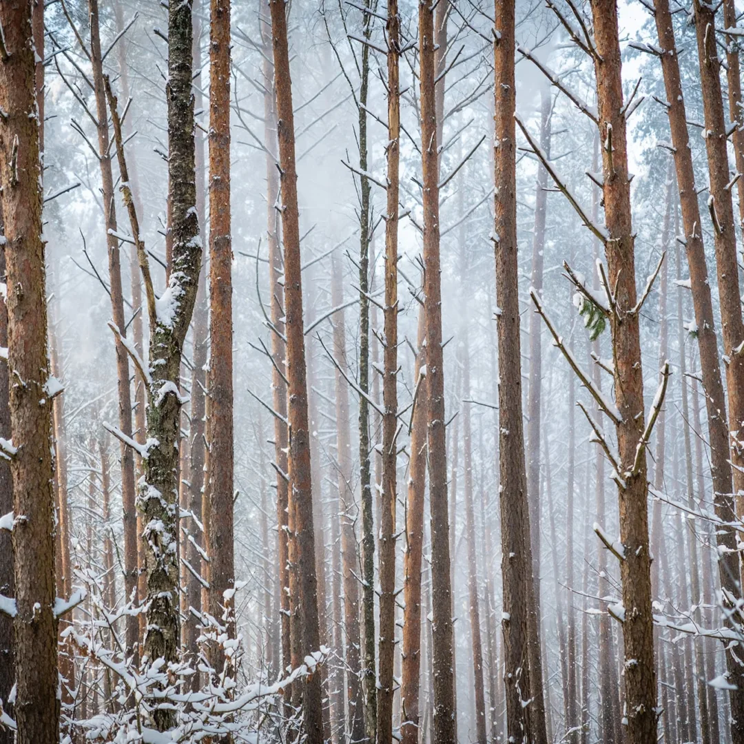 Užteks ilsėtis, laikas žygiuoti Vilniuje: „Trail Masters“ kviečia metus pradėti aktyviai Bukčių miškuose