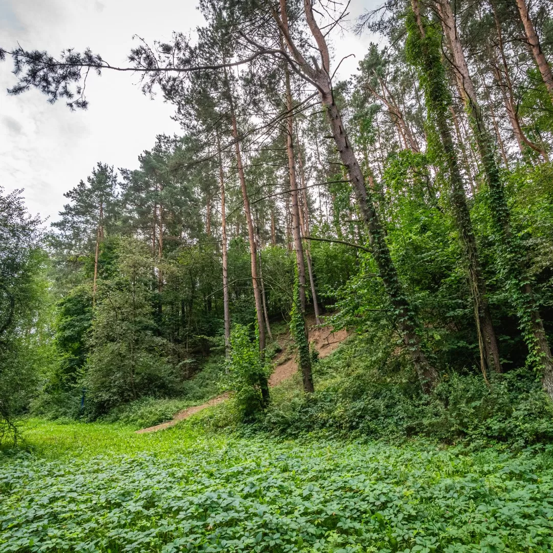 Šaudykla Bukčiuose