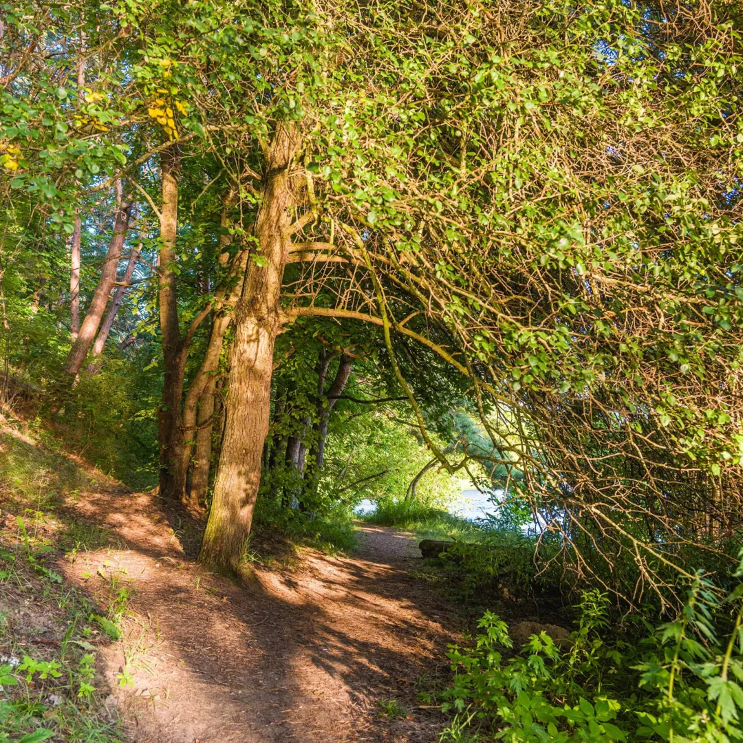 Pagrindiniai faktai apie Bukčių miško parką